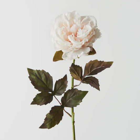 Peony - Ivory